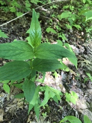 Spigelia marilandica