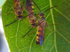 Dielis trifasciata