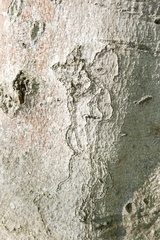 Zimmermannia liebwerdella