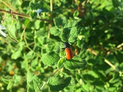 Labidostomis