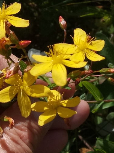 Hypericum australe (Hypericum australe)