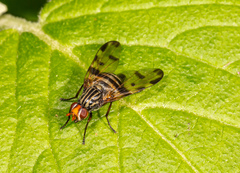 Otites porcus