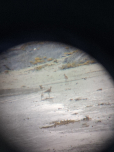 Eurasian Whimbrel