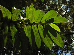 Virola flexuosa