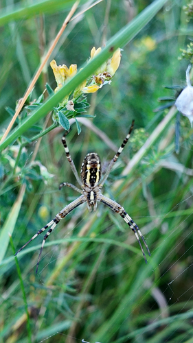 Wasp Spider