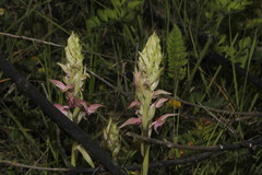 Anacamptis sancta