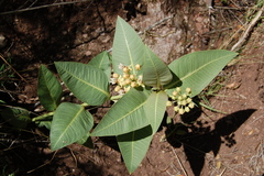 Asclepias × aequicornu