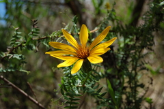 Mutisia castellanosii