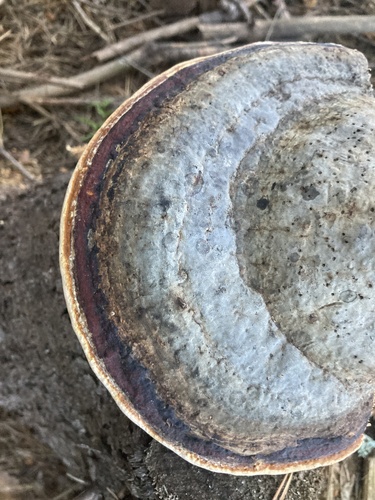 Red-banded Polypore
