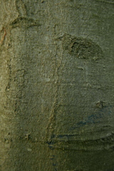 Zimmermannia liebwerdella