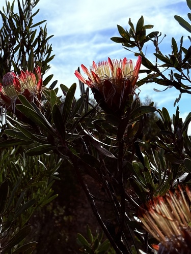 Protea susannae, photograph 4