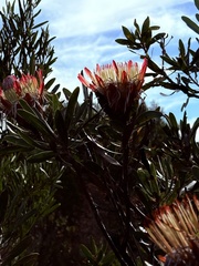 Protea susannae, photograph (c) Christina, some rights reserved (CC BY)