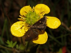Dolicharthria stigmosalis