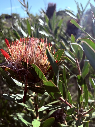 Protea susannae, photograph 3