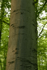 Zimmermannia liebwerdella