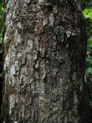 Spachea herbert-smithii