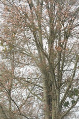 Quercus crispipilis