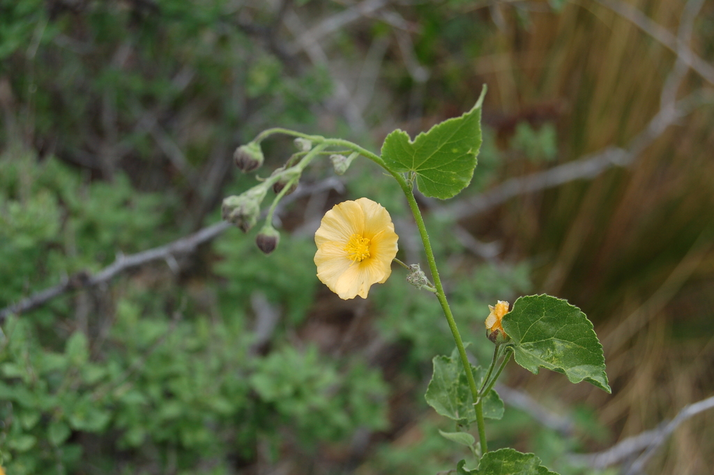 Wissadula gymnanthemum