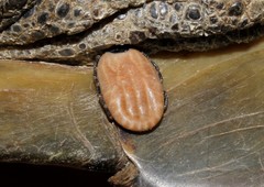 Hyalomma aegyptium