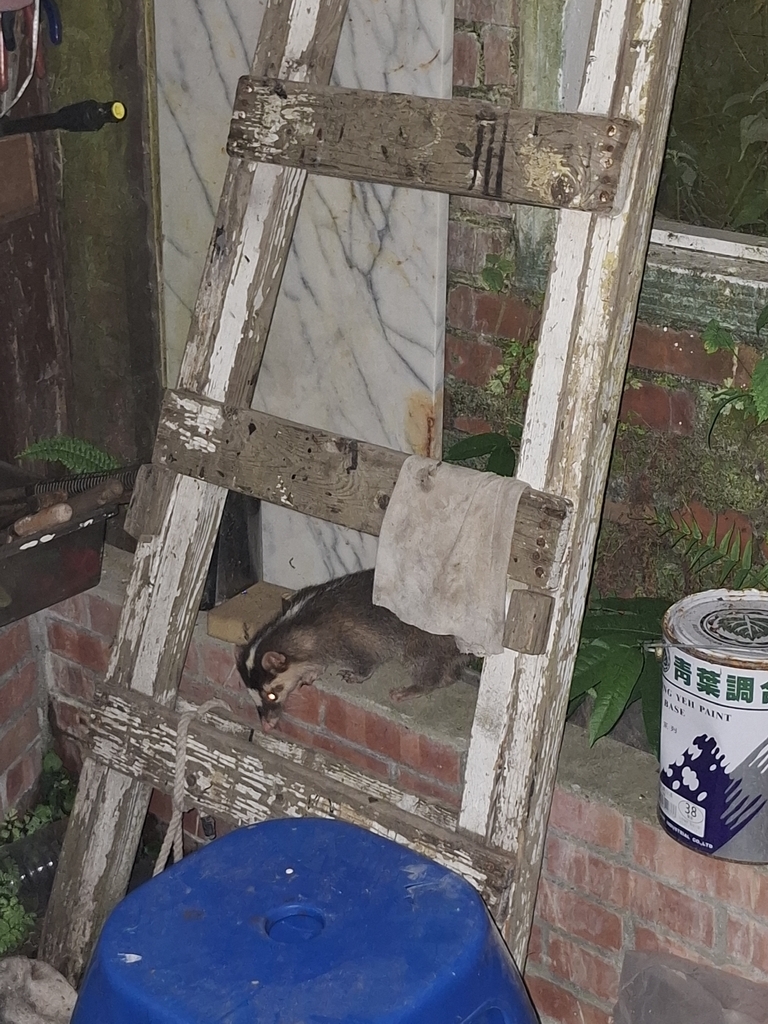 Formosan Ferret Badger