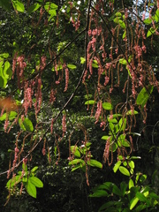 Spachea herbert-smithii