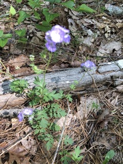 Phacelia maculata
