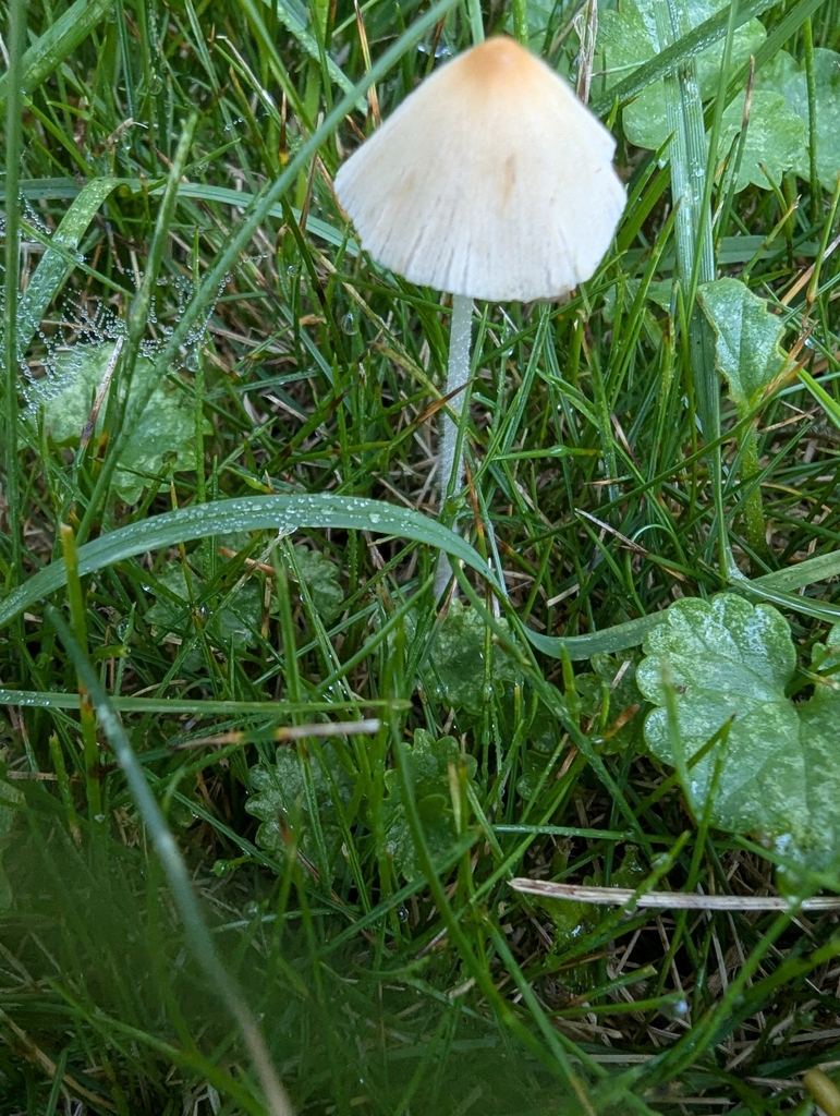 milky conecap · July 2026 · photo: Photo: (c) Robert M Hallock, some rights reserved (CC BY) · iNaturalist
