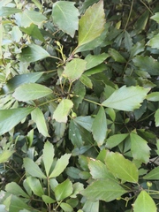 Pseudopanax discolor