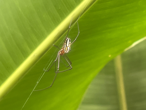 Leucauge argyra