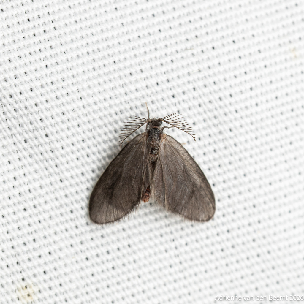Eucoloneura fragilis