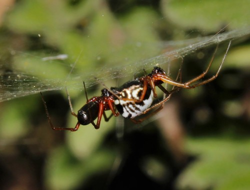Frontinellina frutetorum