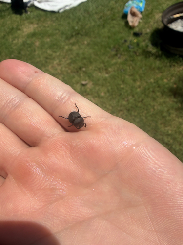 Melanocanthon nigricornis