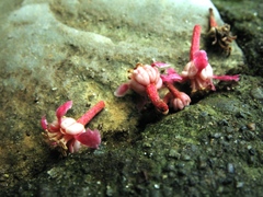 Spachea herbert-smithii