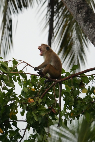 Toque Macaque