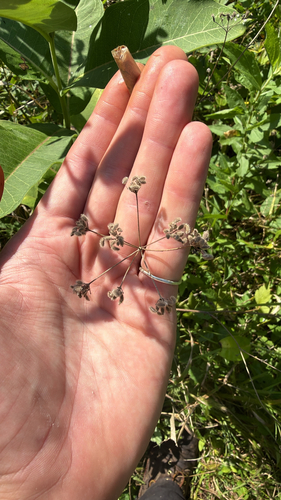 common hedge parsley
