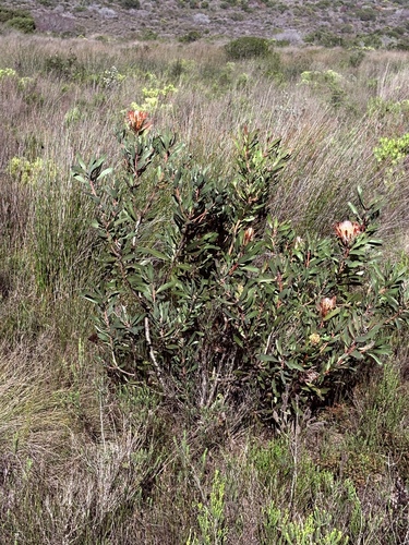 Protea susannae, photograph 5