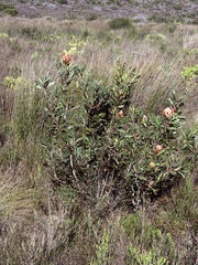 Protea susannae, photograph (c) Christina, some rights reserved (CC BY)