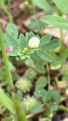 Acmispon parviflorus