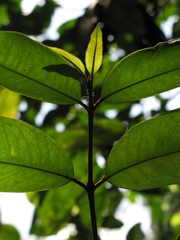 Spachea herbert-smithii