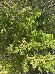 Baccharis pilularis consanguinea