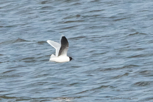Gaviota enana (Hydrocoloeus minutus)