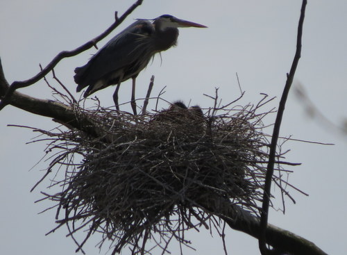 Great Blue Heron photographed in Michigan