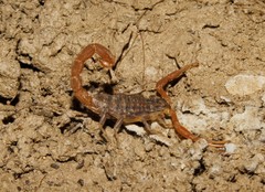 Aegaeobuthus gibbosus