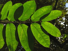 Spachea herbert-smithii