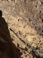 Pseudophryne australis