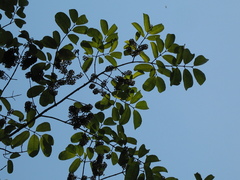 Spachea herbert-smithii