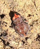 Pseudophryne australis