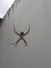 Argiope argentata