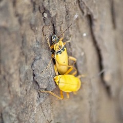 Chauliognathus flavipes
