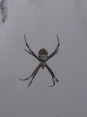 Argiope argentata